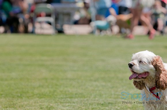 Dallas Dog Bowl 2011-5