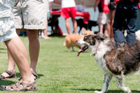 Dallas Dog Bowl 2011-12