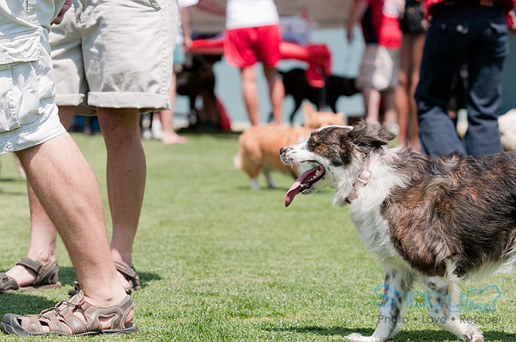 Dallas Dog Bowl 2011-12