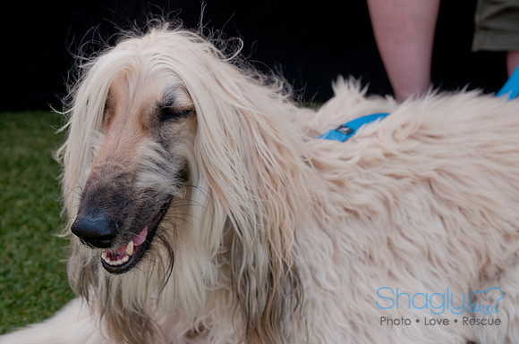 Dallas Dog Bowl 2011-82