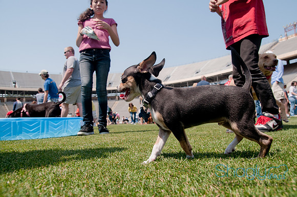Dallas Dog Bowl 2011-47