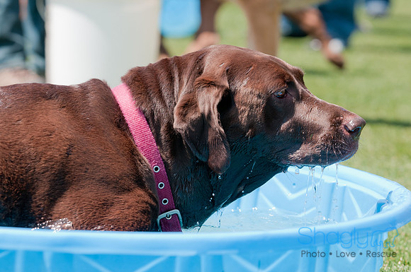 Dallas Dog Bowl 2011-28