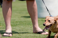 Dallas Dog Bowl 2011-4