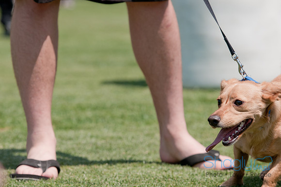 Dallas Dog Bowl 2011-4