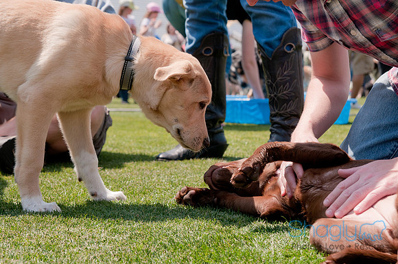 Dallas Dog Bowl 2011-44