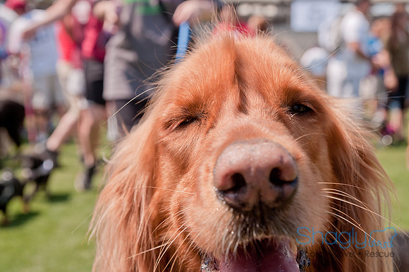 Dallas Dog Bowl 2011-87