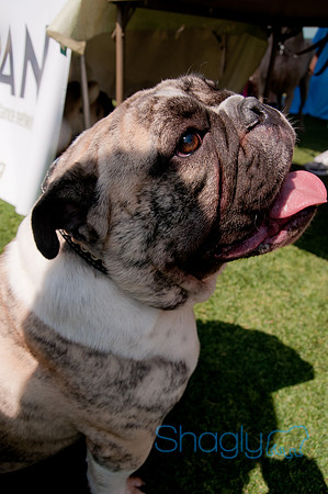 Dallas Dog Bowl 2011-73