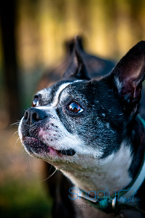 Shagly Photography-17