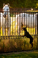 Shagly Photography-11