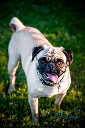 Shagly Photography-18