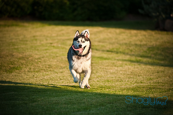 Shagly Photography-12