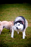 Shagly Photography-20