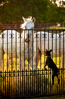 Shagly Photography-10