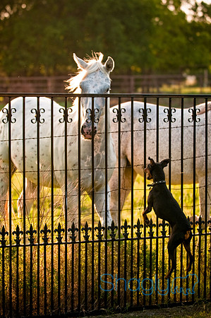 Shagly Photography-10