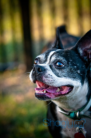 Shagly Photography-16