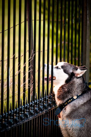 Shagly Photography-21
