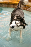 Shagly Photography-5