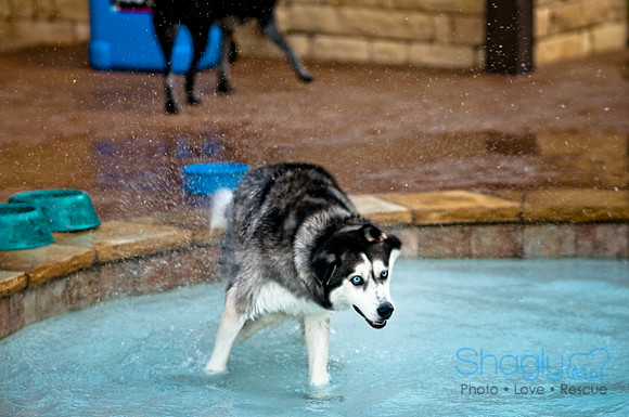 Shagly Photography-3