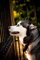 Shagly Photography-13