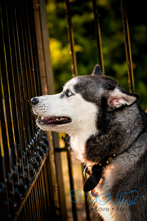 Shagly Photography-13
