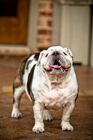 Shagly Photography-6