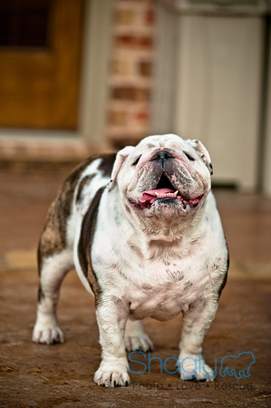 Shagly Photography-6