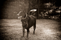 Shagly Photography-19