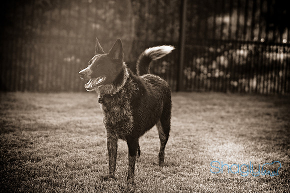 Shagly Photography-19