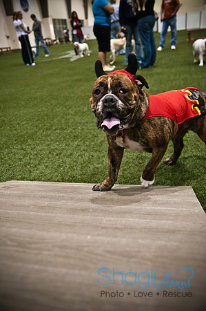 Bulldog Night-39