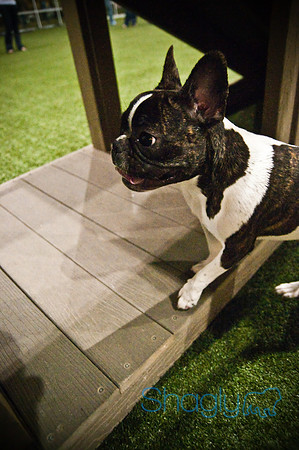 Bulldog Night-22