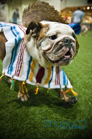 Bulldog Night-36