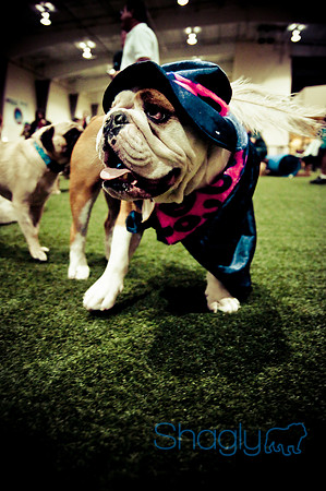 Bulldog Night-27
