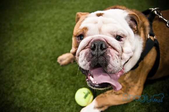 Bulldog Night-78