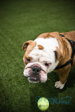 Bulldog Night-72