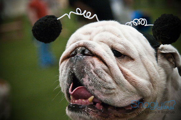 Bulldog Night-31