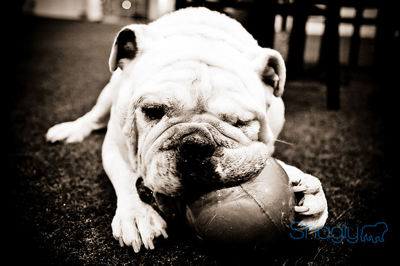 Bulldog Night-46