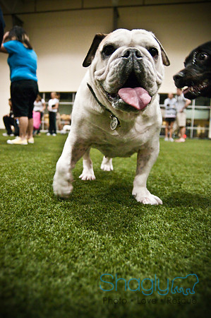 Bulldog Night-52