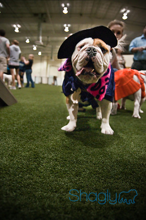 Bulldog Night-23