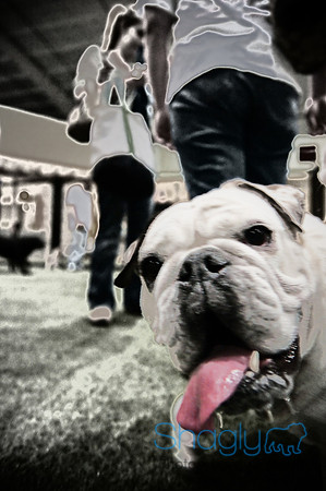 Bulldog Night-19