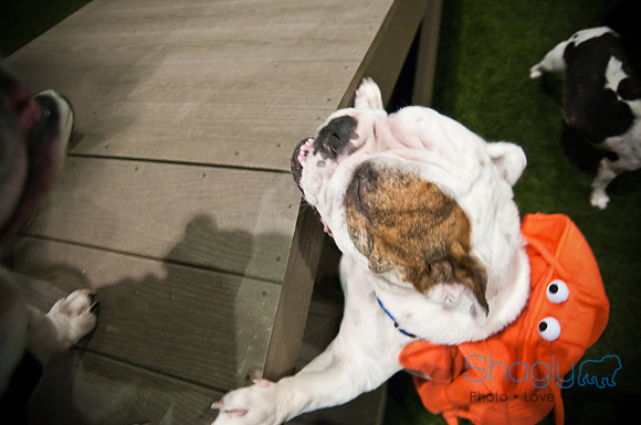 Bulldog Night-21