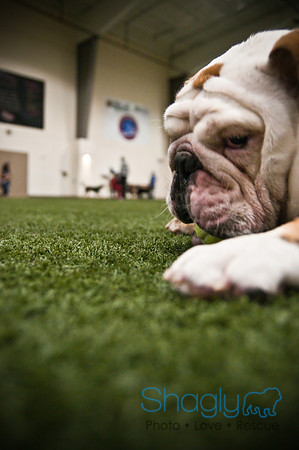 Bulldog Night-74
