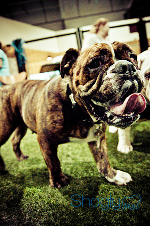Bulldog Night-9