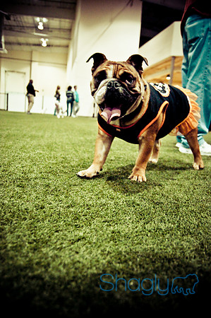 Bulldog Night-12