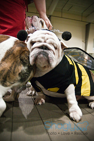 Bulldog Night-26