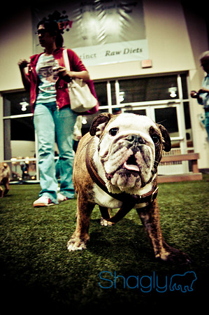 Bulldog Night-63