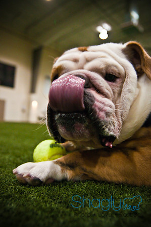 Bulldog Night-76