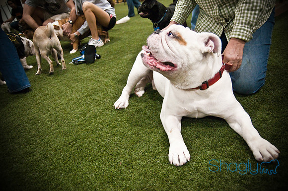 Bulldog Night-69