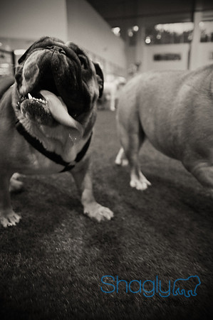 Bulldog Night-3