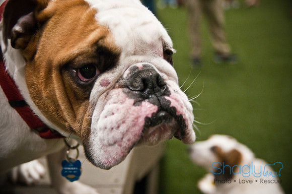 Bulldog Night-32