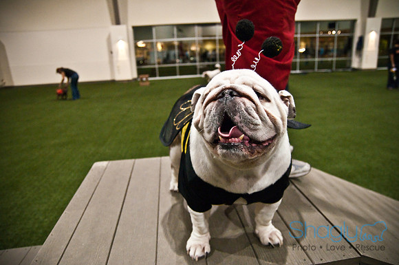 Bulldog Night-24